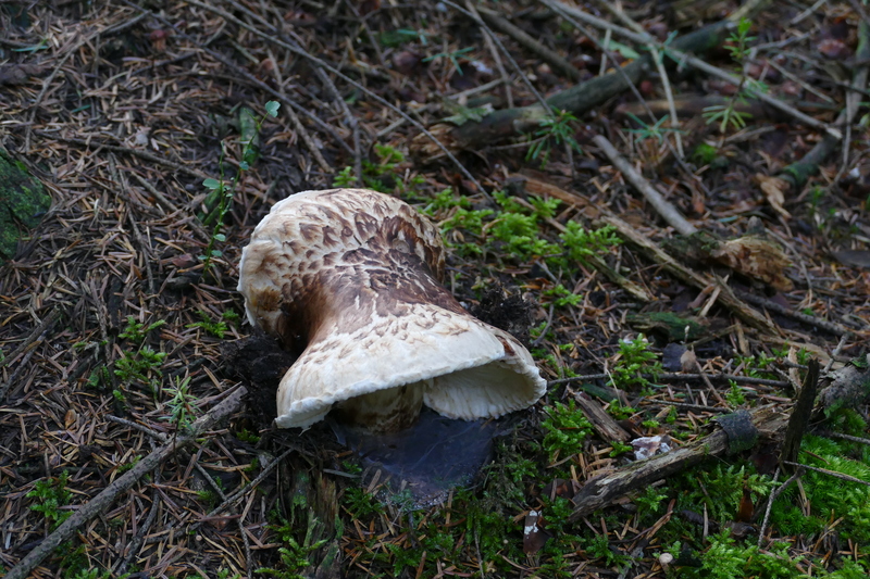 Tricholoma matsutake?