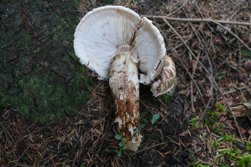 Tricholoma matsutake?