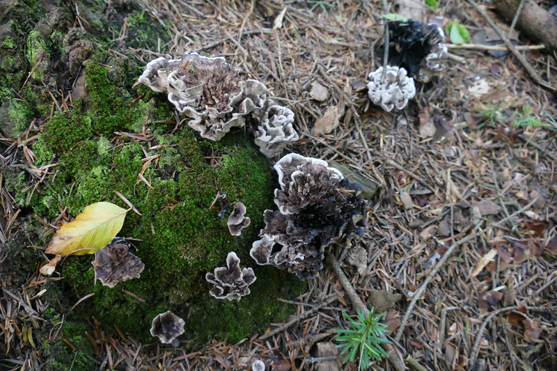 Phellodon sp.