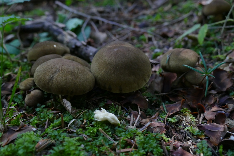 Cortinarius melanotus?