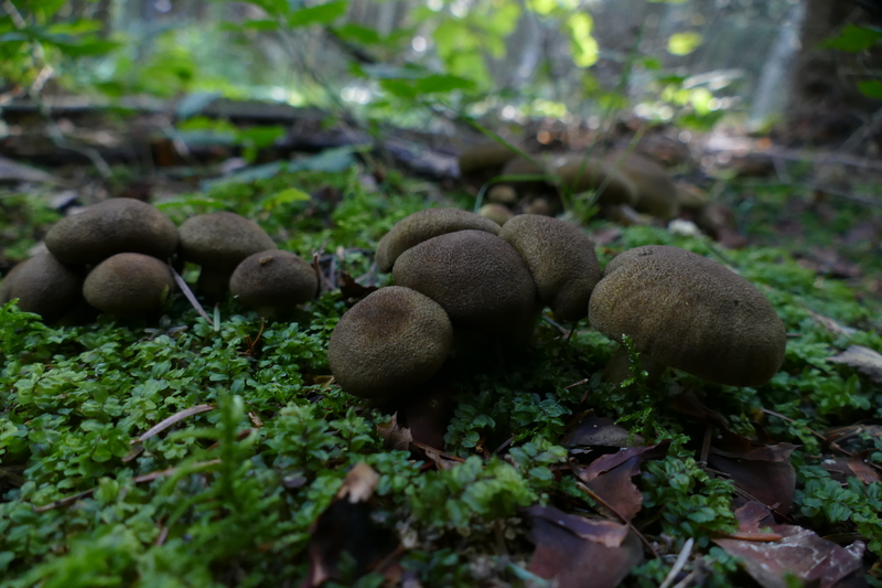 Cortinarius melanotus?