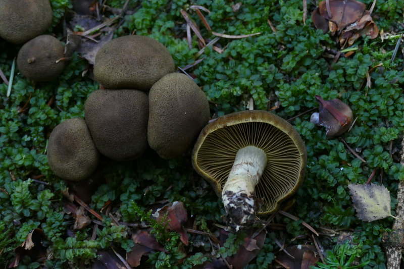 Cortinarius melanotus?