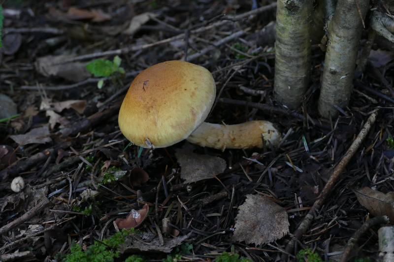 Stropharia?