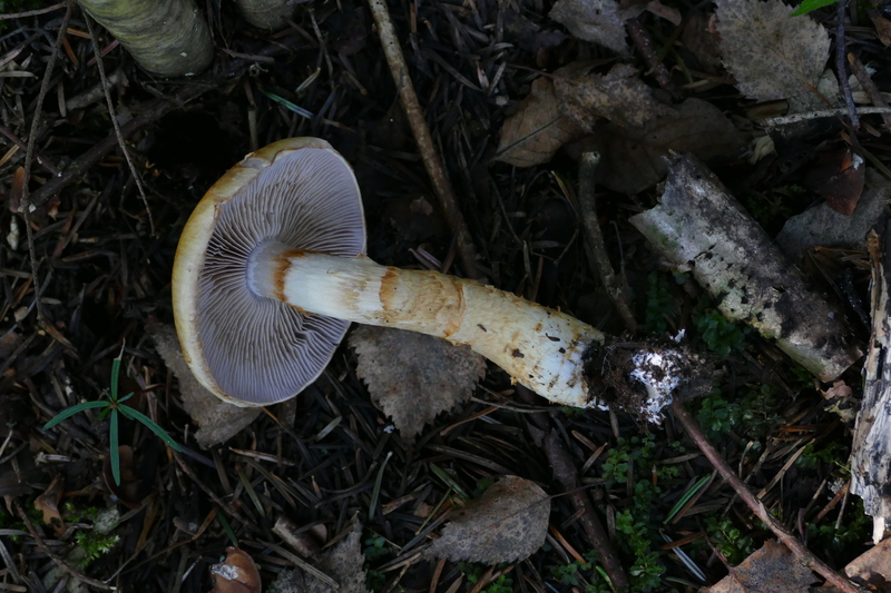 Stropharia?