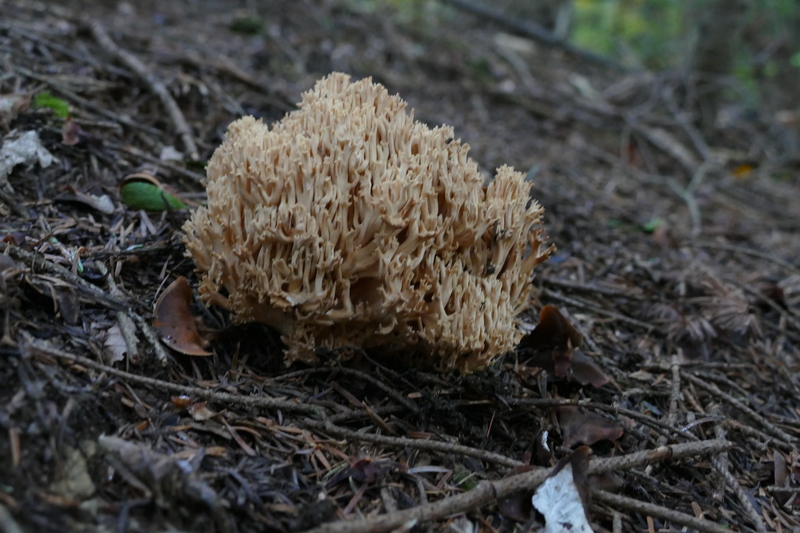 blada Ramaria