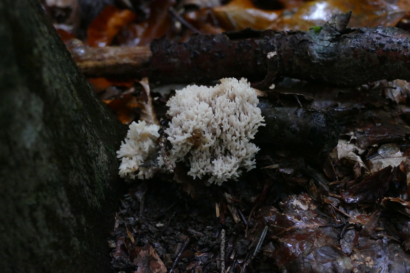 Clavulina cristata?