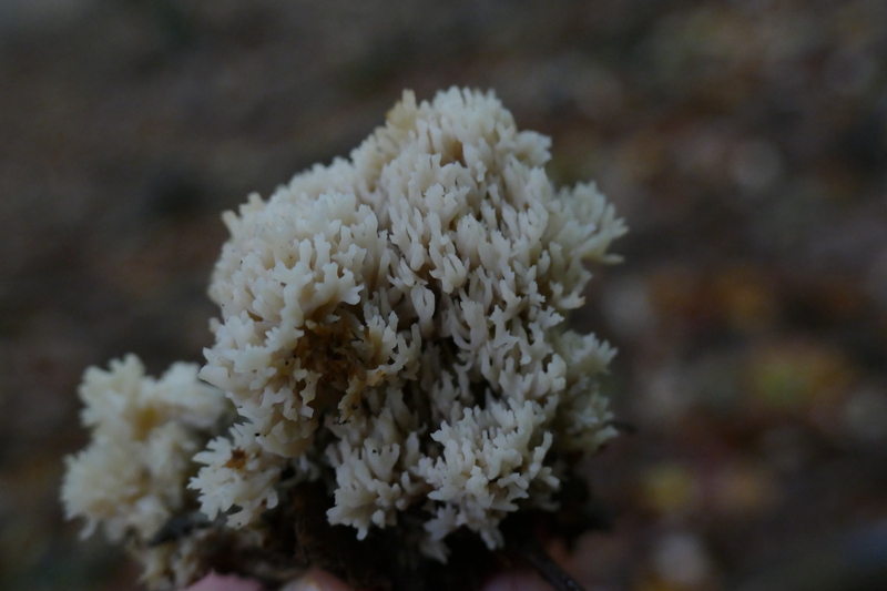 Clavulina cristata?