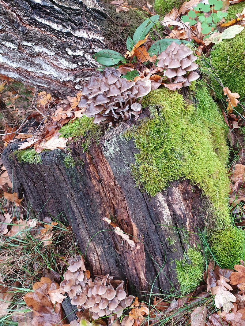 Mycena tintinnabulum