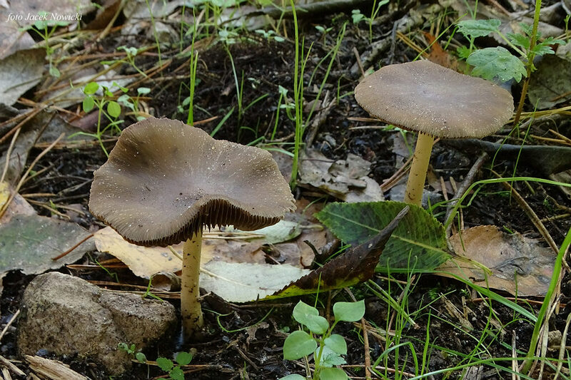 kruchaweczka