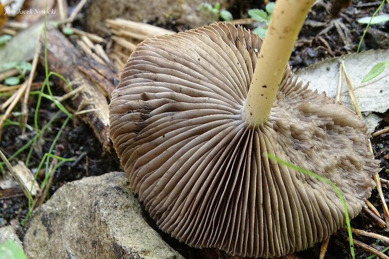 kruchaweczka