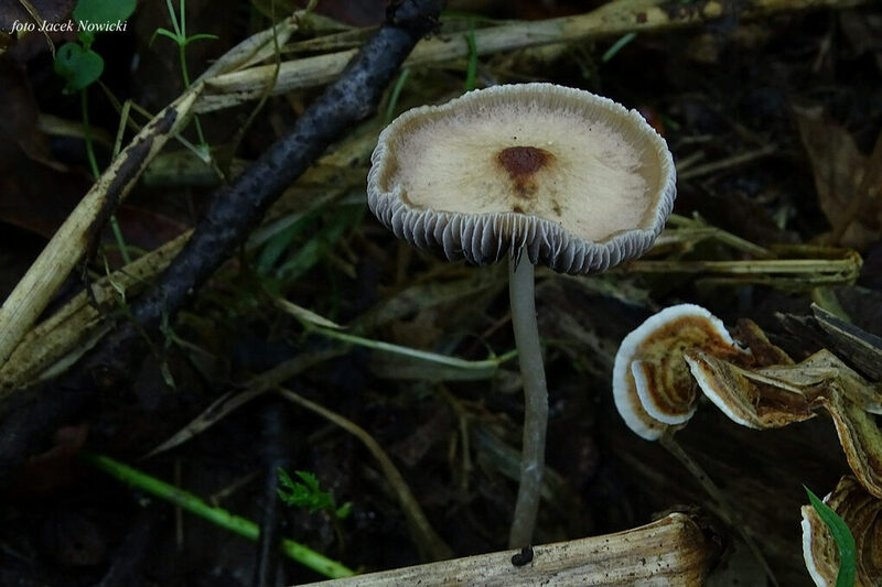 kruchaweczka