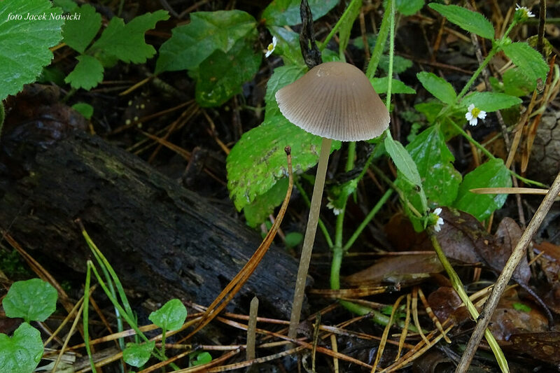 kruchaweczka