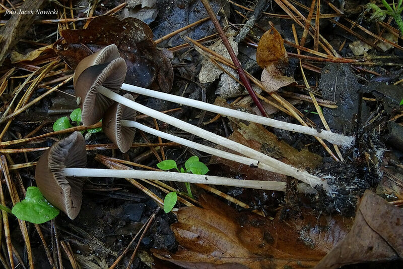 kruchaweczka