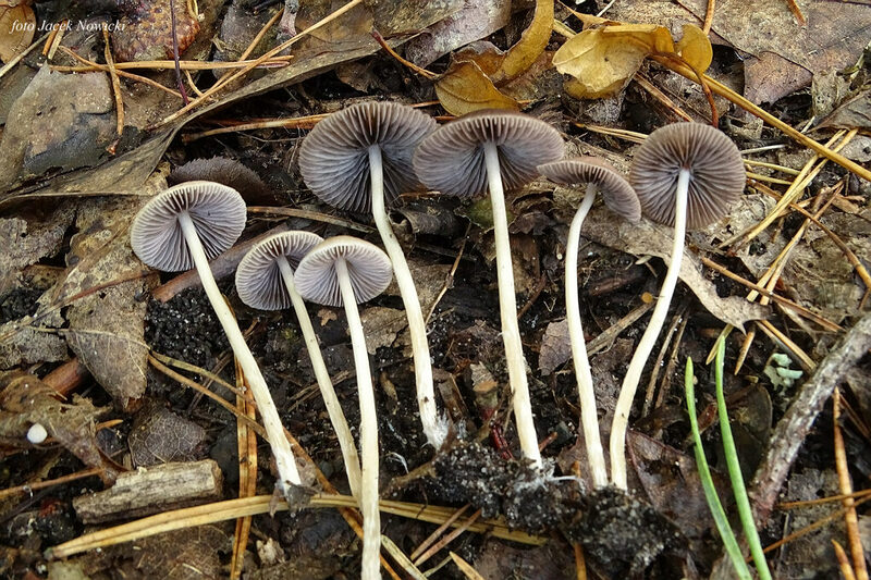 kruchaweczka