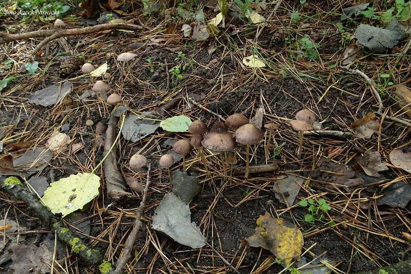 kruchaweczka