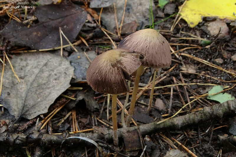 kruchaweczka