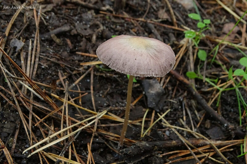 kruchaweczka