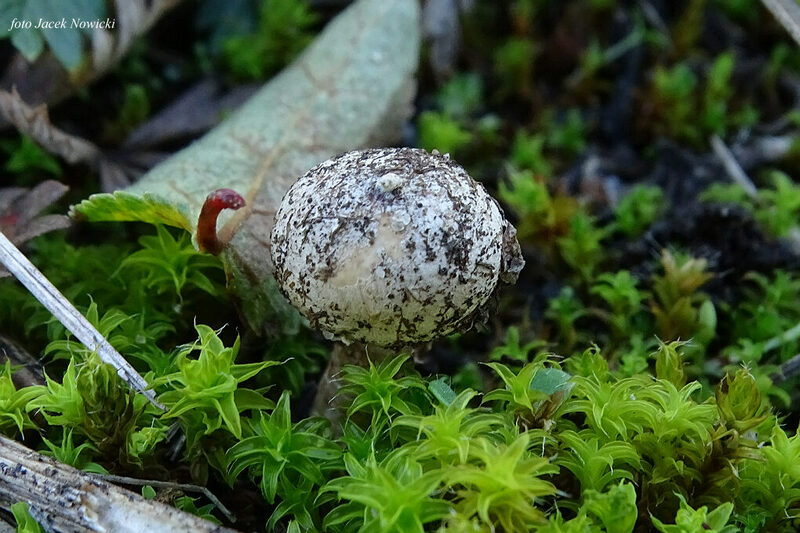 ber&#179;weczka