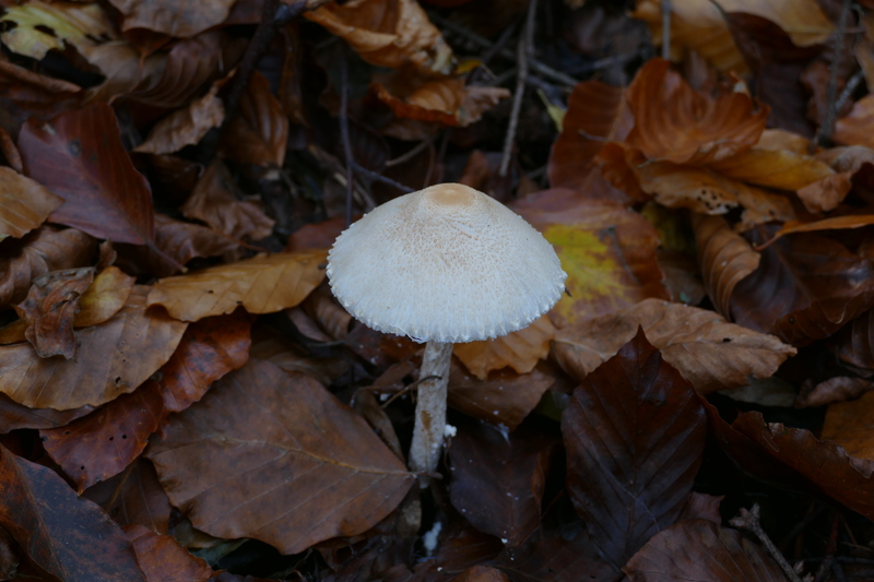 Lepiota clypeolaria?