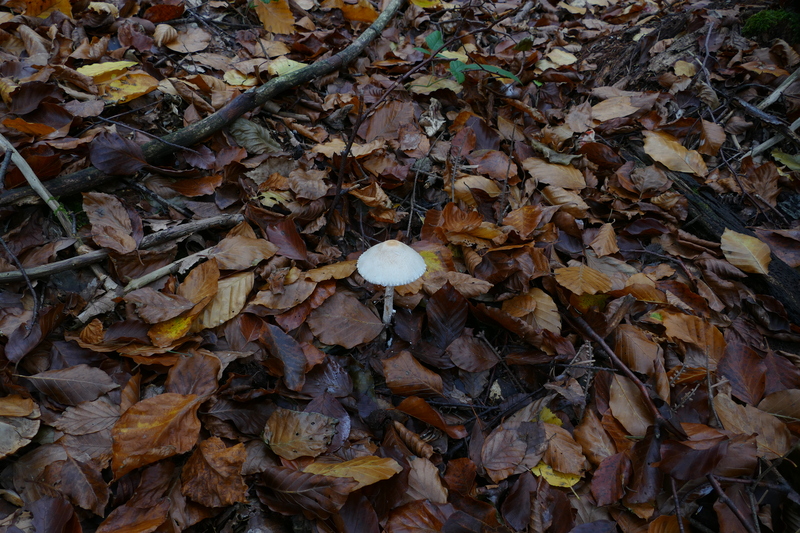 Lepiota clypeolaria?