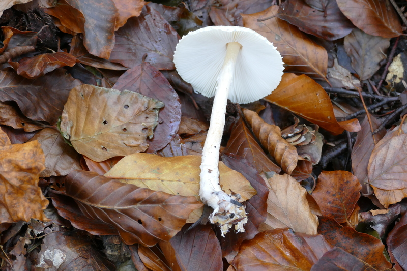 Lepiota clypeolaria?