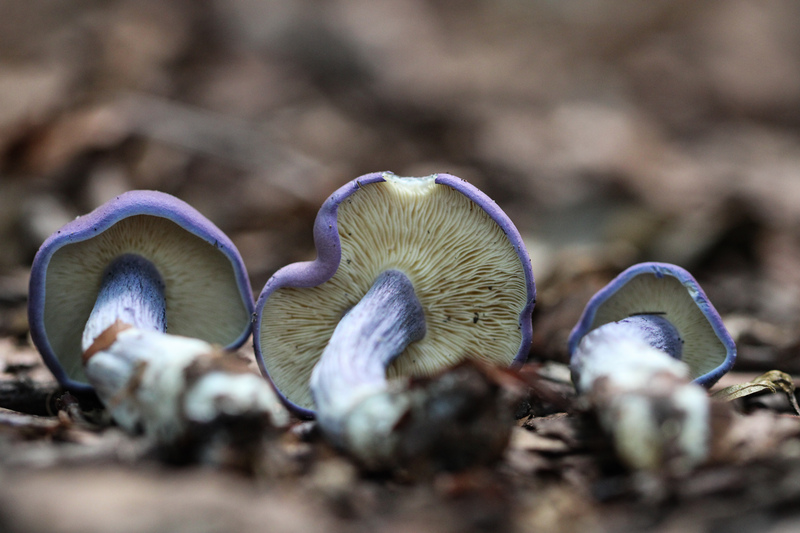 Calocybe ionides