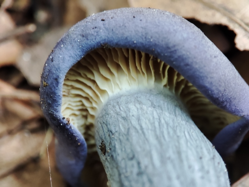 Calocybe ionides