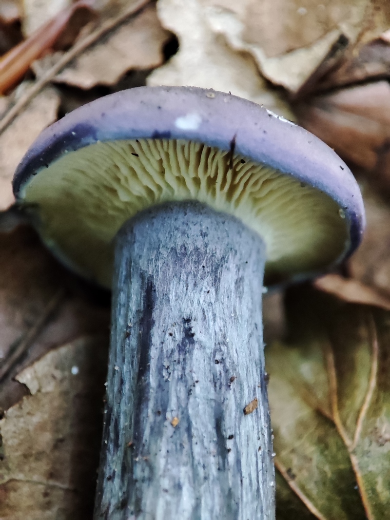 Calocybe ionides