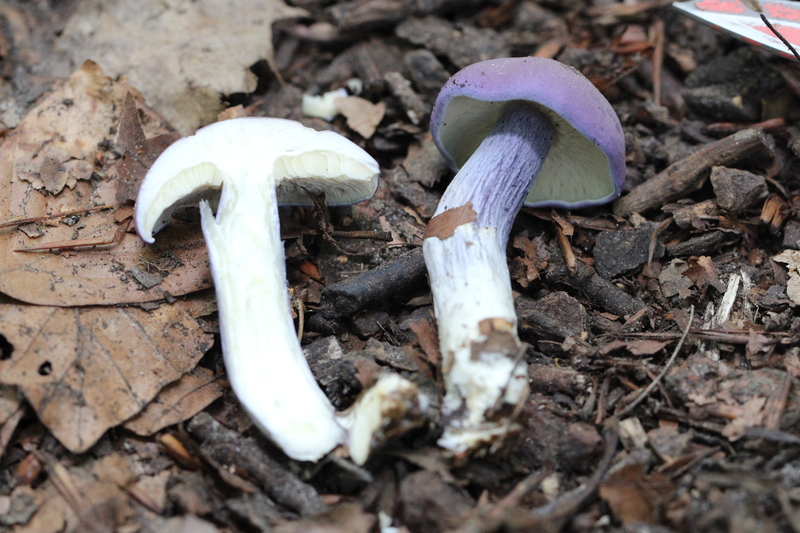 Calocybe ionides