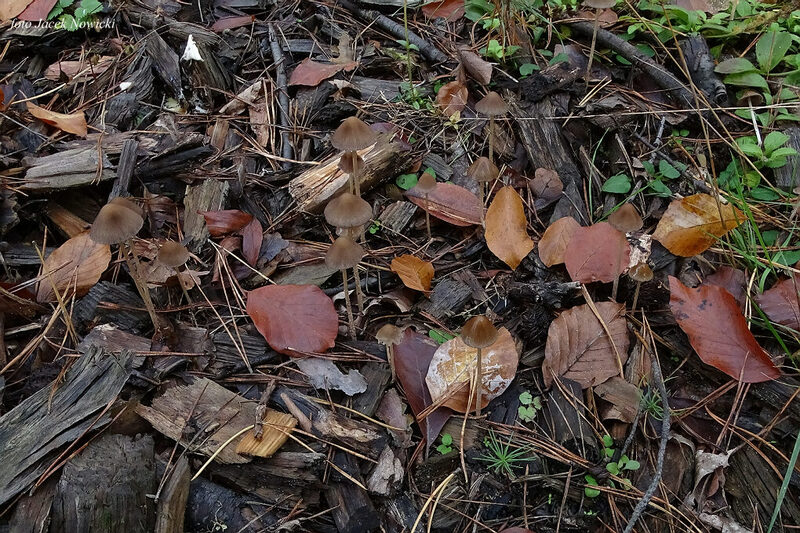 kruchaweczka