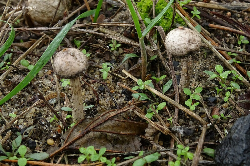 ber&#179;weczka