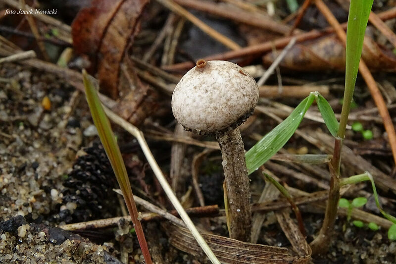 ber&#179;weczka