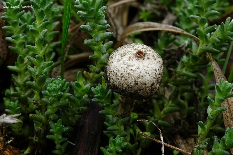 ber&#179;weczka