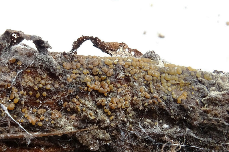 dacrymyces