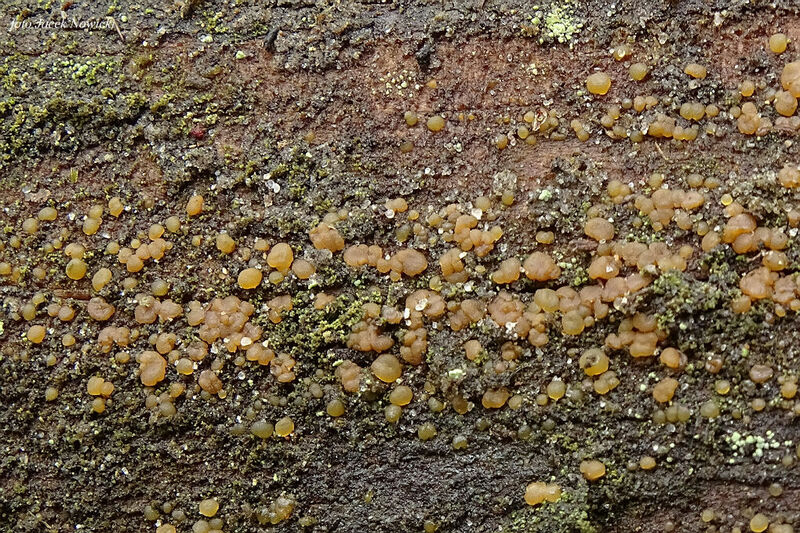 dacrymyces