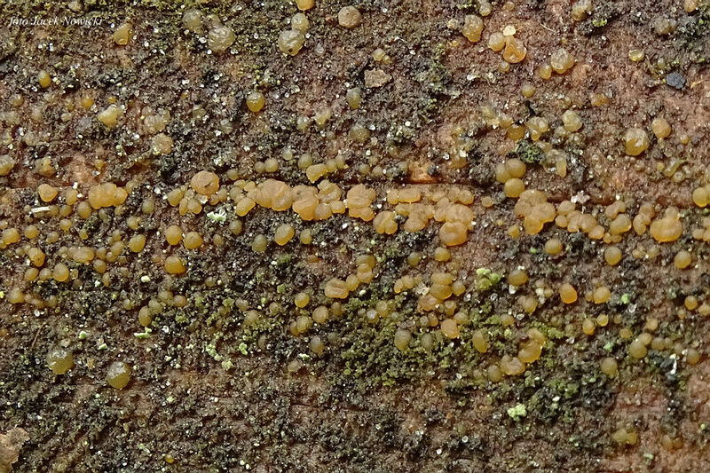 dacrymyces