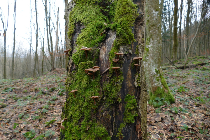 Pseudoclitocybe sp.