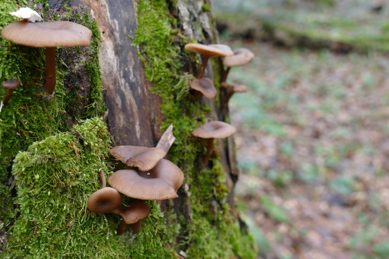 Pseudoclitocybe sp.