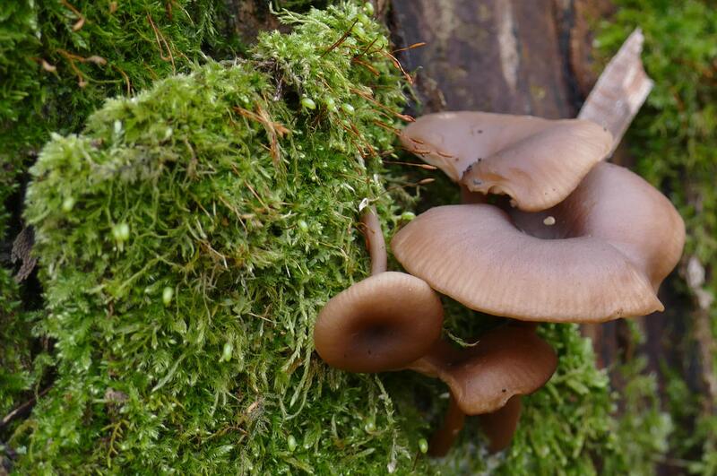 Pseudoclitocybe sp.