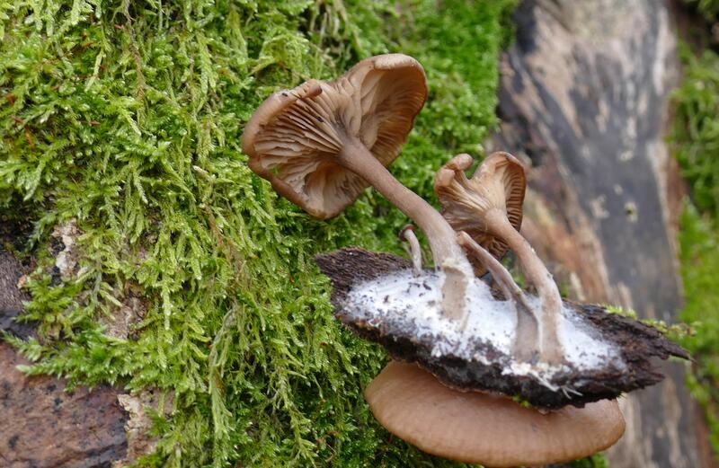 Pseudoclitocybe sp.