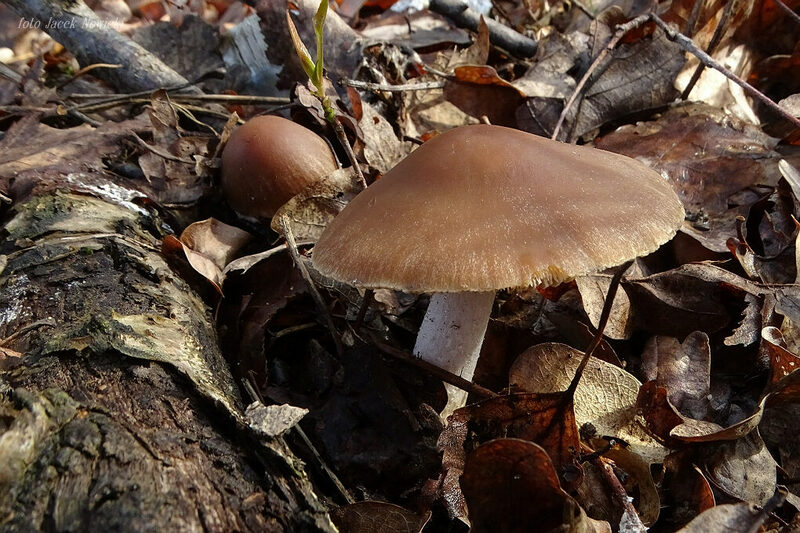 kruchaweczka