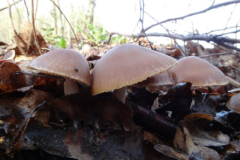 kruchaweczka