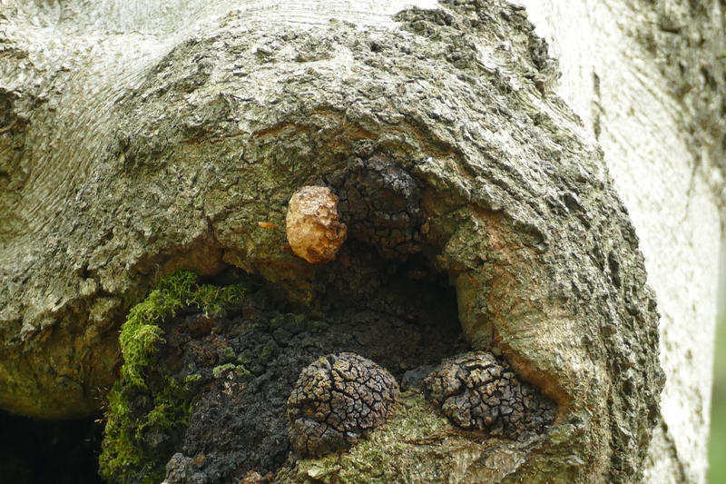 Inonotus nidus-pici 