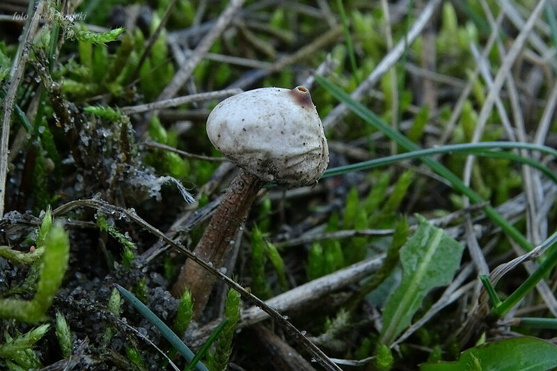 ber&#179;weczka