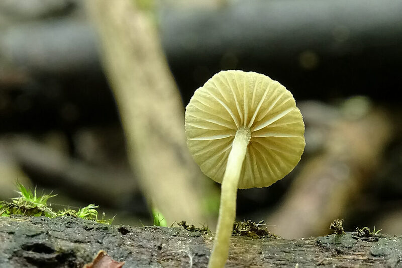 Simocybe