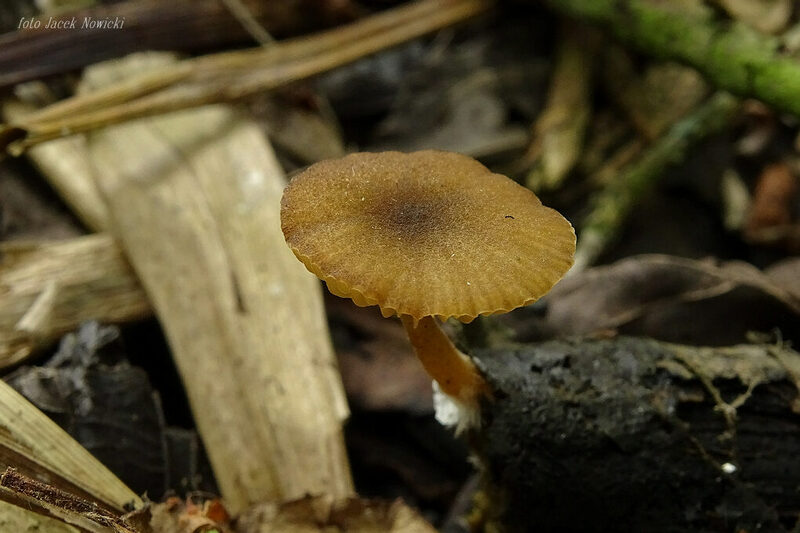 Simocybe