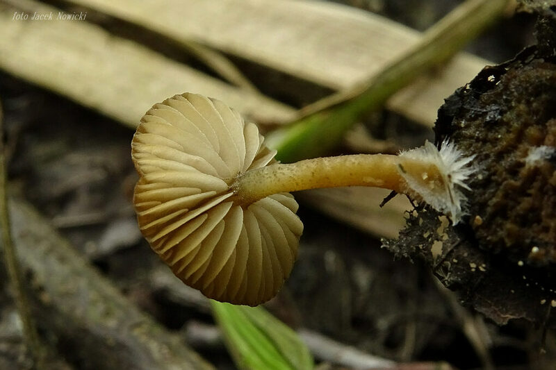 Simocybe