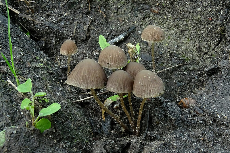 kruchaweczka