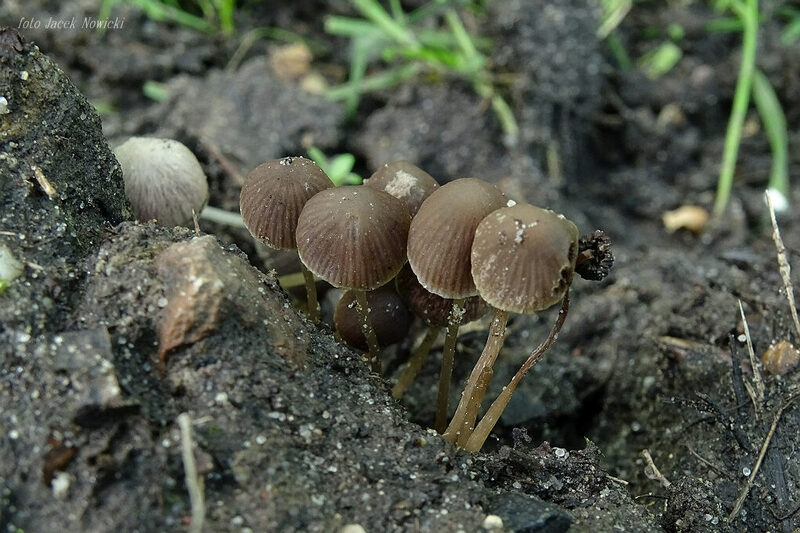 kruchaweczka