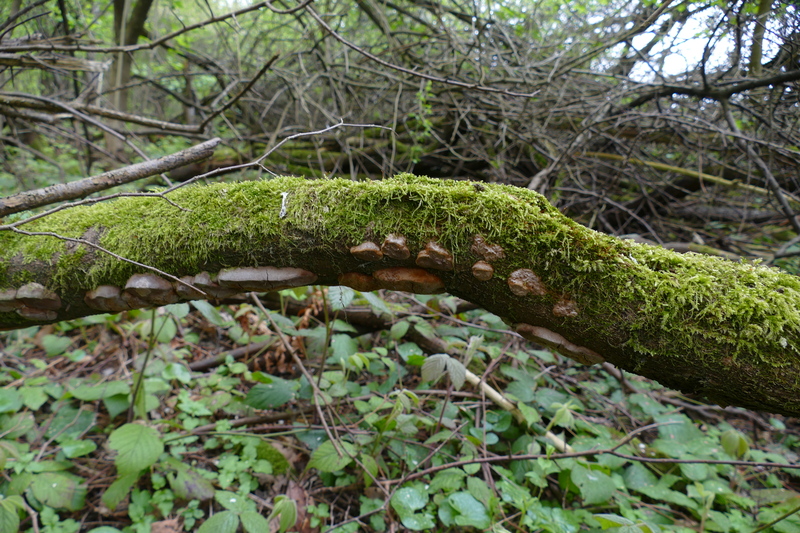 Phellinus lundellii?